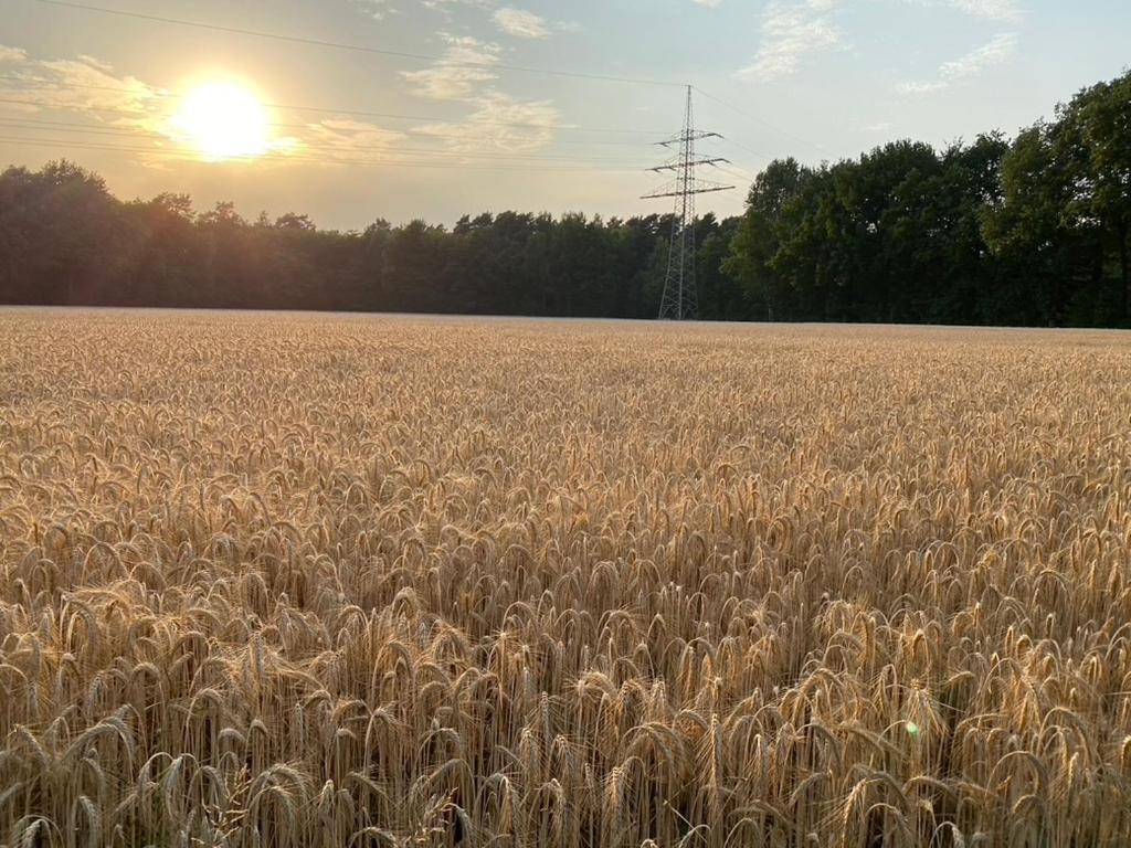 Wilsmann Apartmentvermietung Hövelhof Exteriör bild